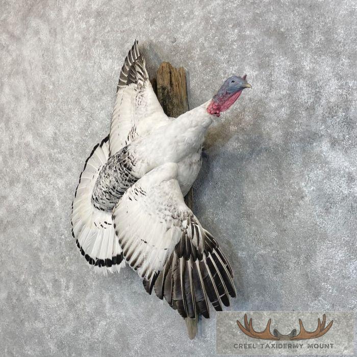Royal Palm Turkey Taxidermy Bird Mount For Sale - Image 2