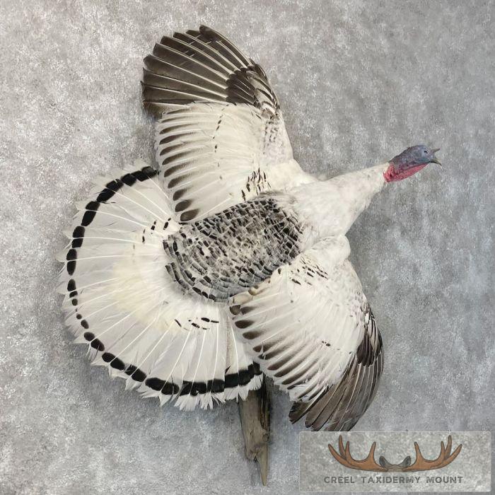 Royal Palm Turkey Taxidermy Bird Mount For Sale - Image 4
