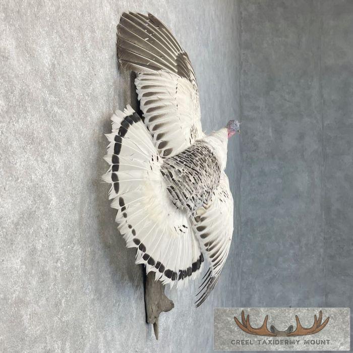 Royal Palm Turkey Taxidermy Bird Mount For Sale - Image 5