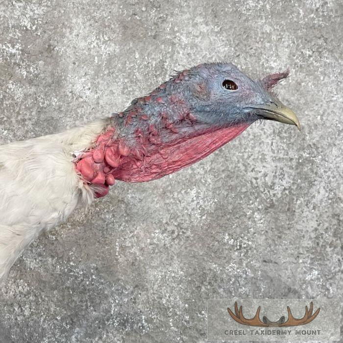 Royal Palm Turkey Taxidermy Bird Mount For Sale - Image 6