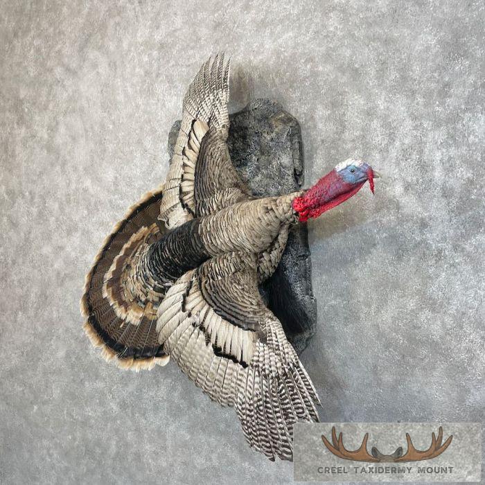 Sweet Grass Turkey Taxidermy Bird Mount For Sale - Image 2
