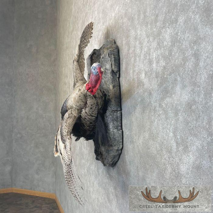 Sweet Grass Turkey Taxidermy Bird Mount For Sale - Image 3