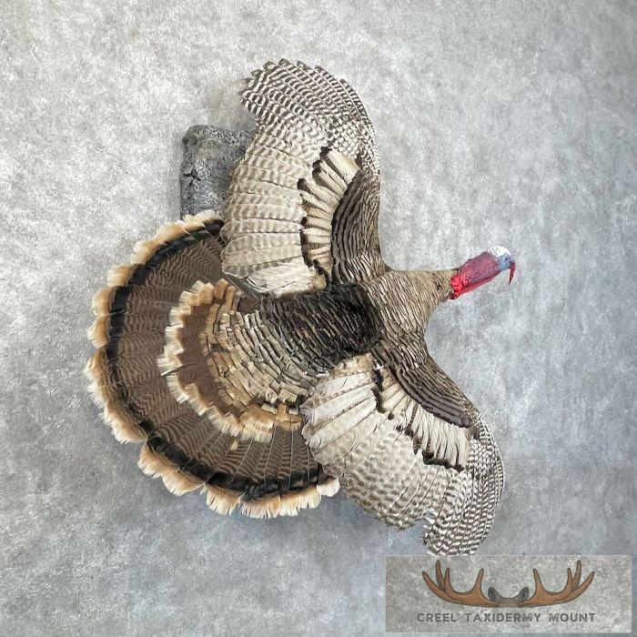 Sweet Grass Turkey Taxidermy Bird Mount For Sale - Image 4