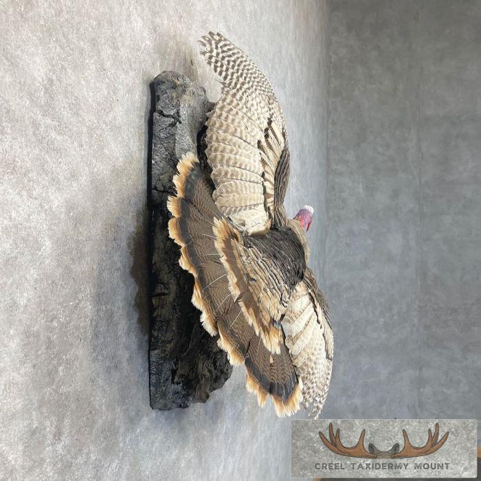 Sweet Grass Turkey Taxidermy Bird Mount For Sale - Image 5