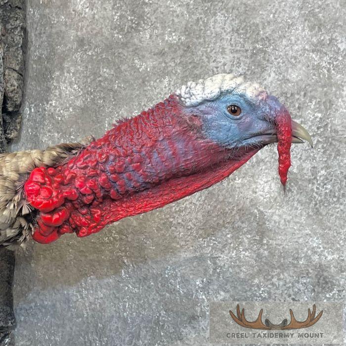 Sweet Grass Turkey Taxidermy Bird Mount For Sale - Image 6