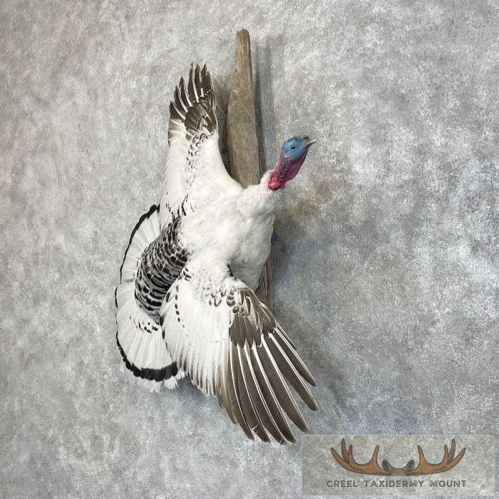 Royal Palm Turkey Taxidermy Bird Mount For Sale - Image 2