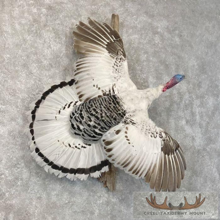 Royal Palm Turkey Taxidermy Bird Mount For Sale - Image 4