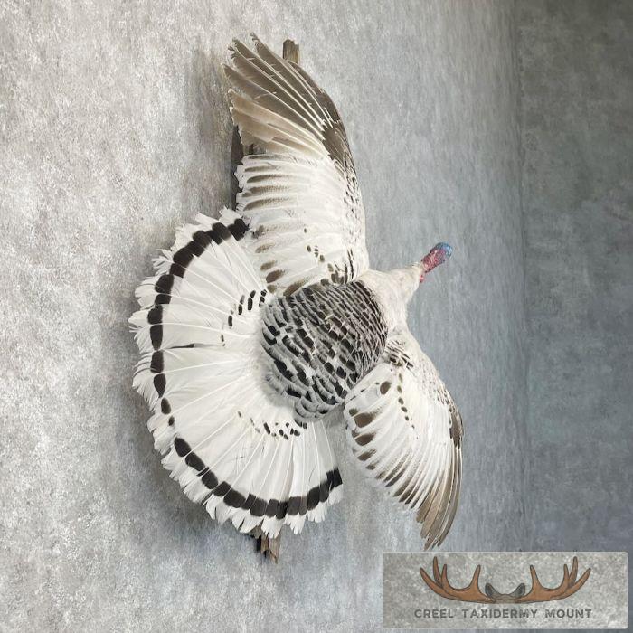 Royal Palm Turkey Taxidermy Bird Mount For Sale - Image 5