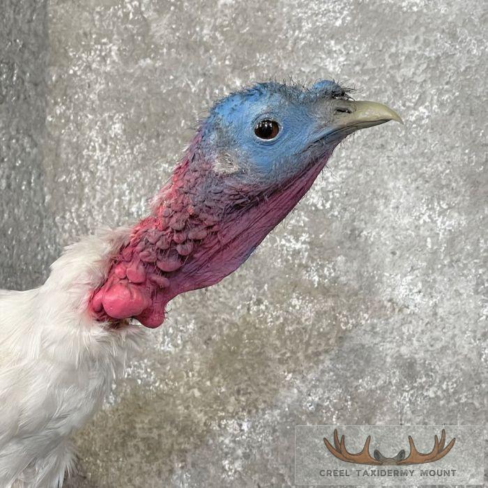 Royal Palm Turkey Taxidermy Bird Mount For Sale - Image 6