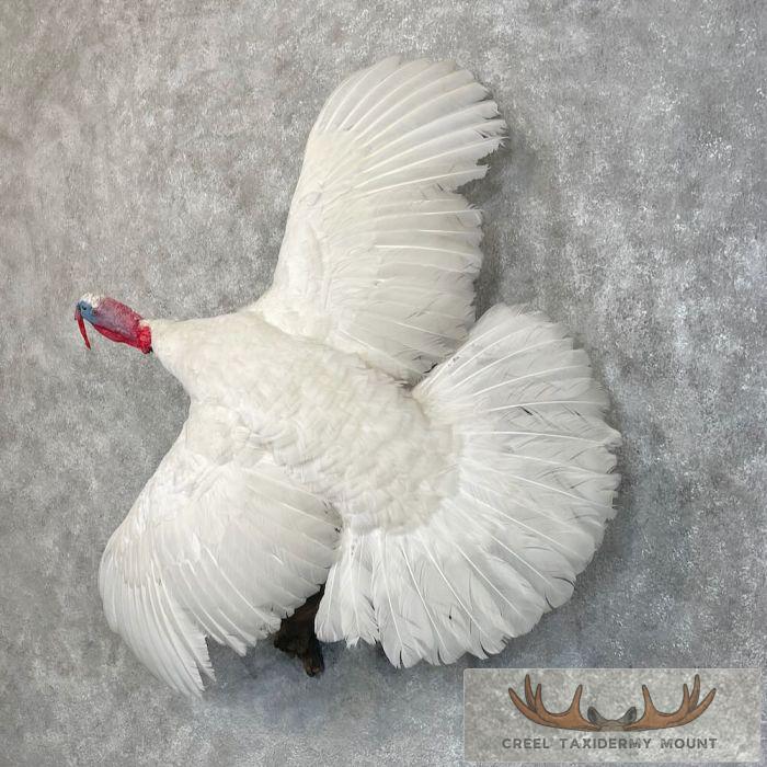 White Holland Turkey Taxidermy Bird Mount For Sale - Image 2