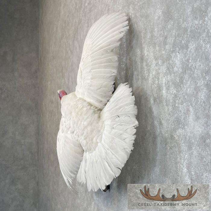 White Holland Turkey Taxidermy Bird Mount For Sale - Image 3