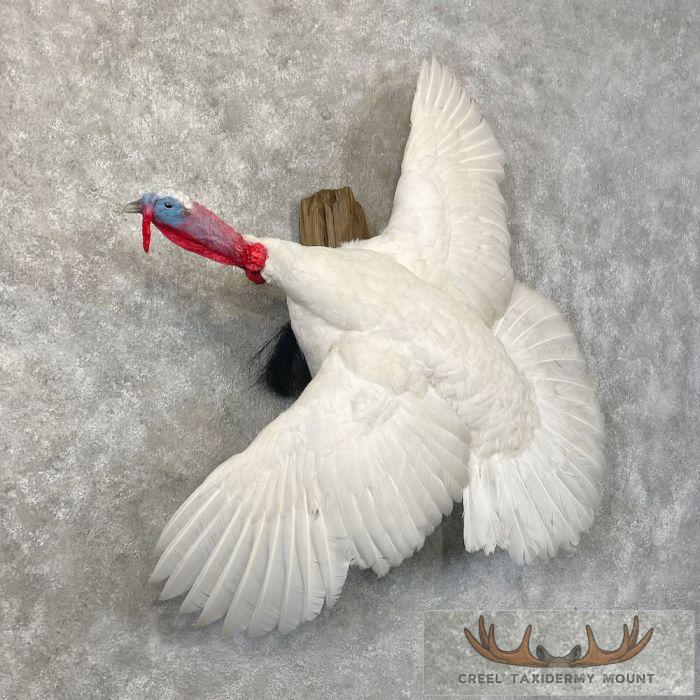 White Holland Turkey Taxidermy Bird Mount For Sale - Image 4