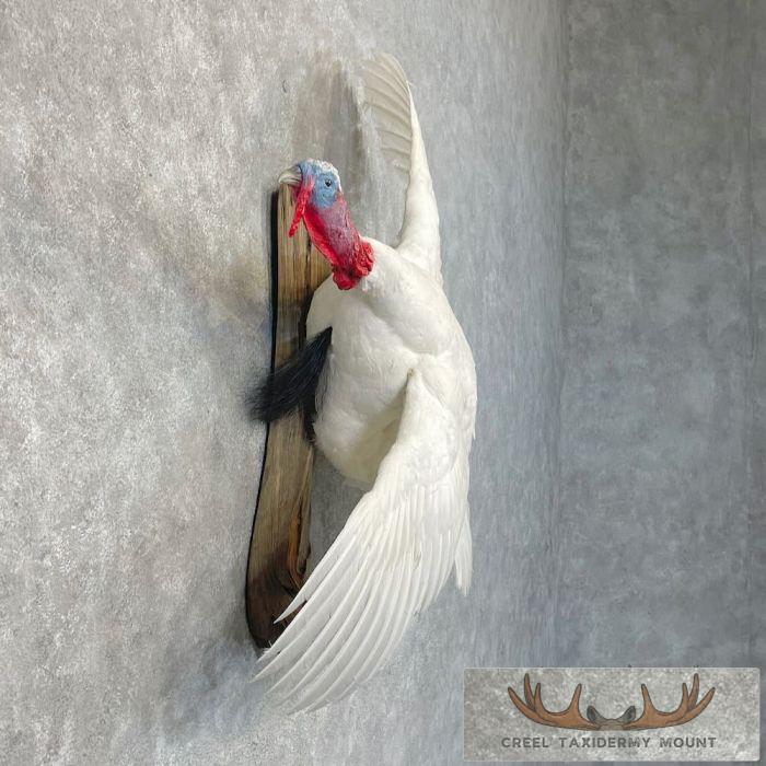 White Holland Turkey Taxidermy Bird Mount For Sale - Image 5