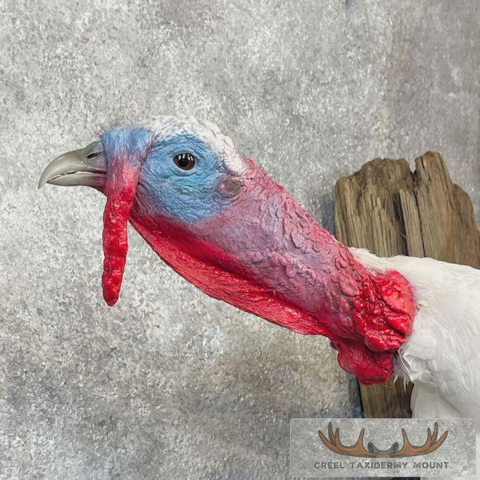 White Holland Turkey Taxidermy Bird Mount For Sale - Image 6