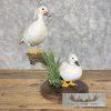 White Wood Duck Pair Taxidermy Bird Mount For Sale - Image 2