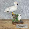 White Wood Duck Pair Taxidermy Bird Mount For Sale - Image 3