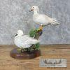 White Wood Duck Pair Taxidermy Bird Mount For Sale - Image 5