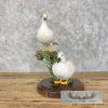 White Wood Duck Pair Taxidermy Bird Mount For Sale - Image 6