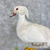 White Wood Duck Pair Taxidermy Bird Mount For Sale - Image 7