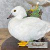 White Wood Duck Pair Taxidermy Bird Mount For Sale - Image 8