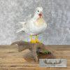 White Mandarin Duck Taxidermy Bird Mount For Sale - Image 2