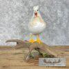 White Mandarin Duck Taxidermy Bird Mount For Sale - Image 3