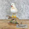 White Mandarin Duck Taxidermy Bird Mount For Sale - Image 4