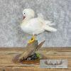 White Mandarin Duck Taxidermy Bird Mount For Sale - Image 5