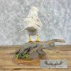 White Mandarin Duck Taxidermy Bird Mount For Sale - Image 6