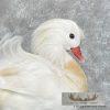 White Mandarin Duck Taxidermy Bird Mount For Sale - Image 7