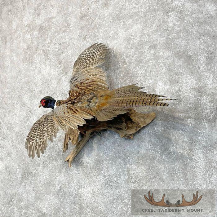 Ringneck Pheasant Taxidermy Bird Mount For Sale - Image 2