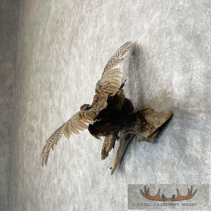 Ringneck Pheasant Taxidermy Bird Mount For Sale - Image 3