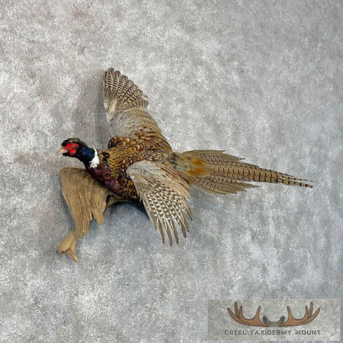 Ringneck Pheasant Taxidermy Bird Mount For Sale - Image 4
