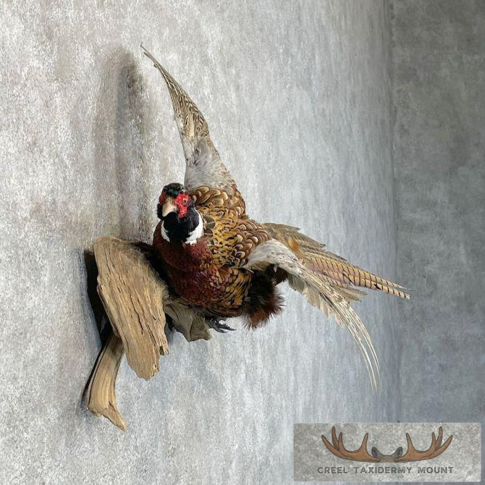 Ringneck Pheasant Taxidermy Bird Mount For Sale - Image 5