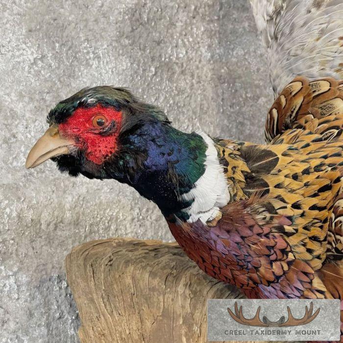 Ringneck Pheasant Taxidermy Bird Mount For Sale - Image 6