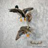 Mallard Drake and Hen Taxidermy Duck Mount For Sale - Image 2