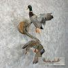 Mallard Drake and Hen Taxidermy Duck Mount For Sale - Image 4