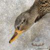 Mallard Drake and Hen Taxidermy Duck Mount For Sale - Image 6