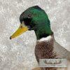 Mallard Drake and Hen Taxidermy Duck Mount For Sale - Image 7