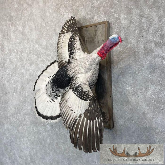Royal Palm Turkey Taxidermy Bird Mount For Sale - Image 2