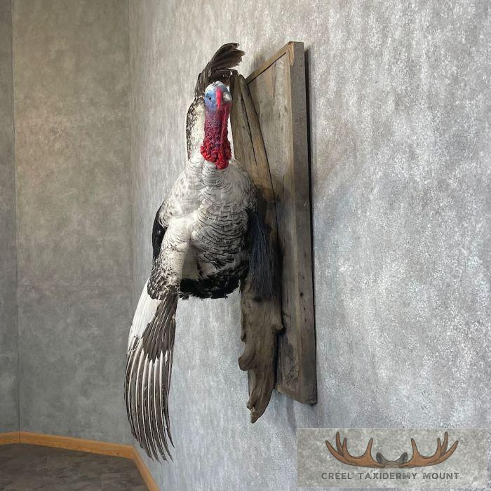 Royal Palm Turkey Taxidermy Bird Mount For Sale - Image 3