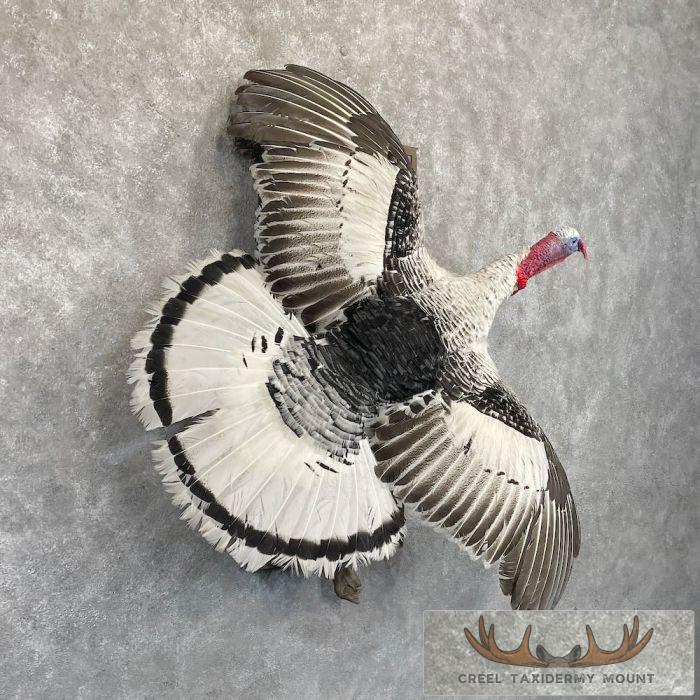 Royal Palm Turkey Taxidermy Bird Mount For Sale - Image 4