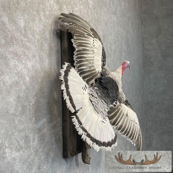 Royal Palm Turkey Taxidermy Bird Mount For Sale - Image 5
