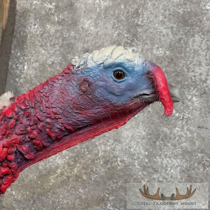 Royal Palm Turkey Taxidermy Bird Mount For Sale - Image 6