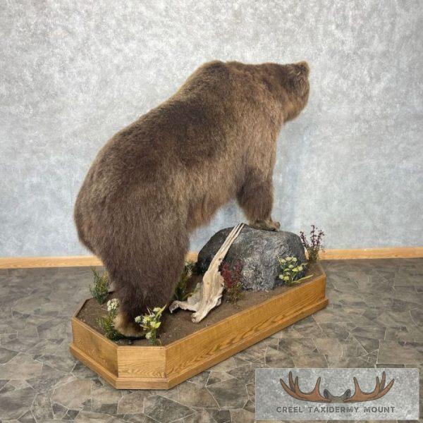 Grizzly Bear Life-Size Taxidermy Mount For Sale - Image 10
