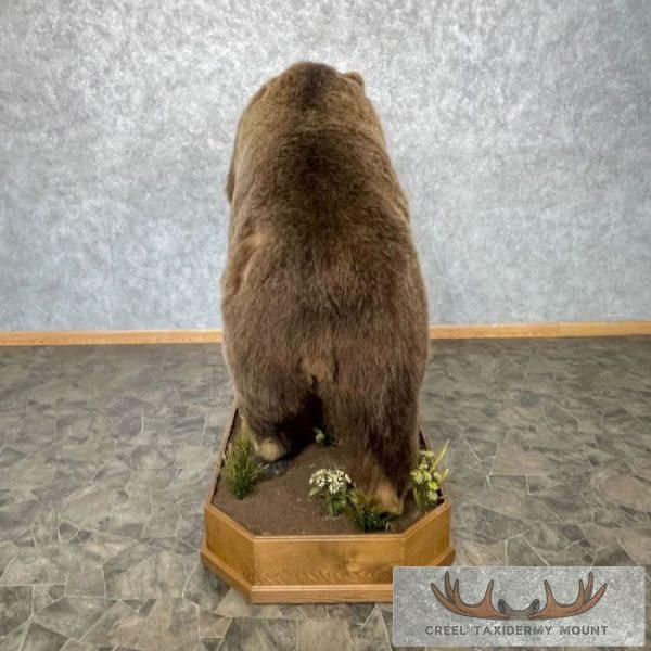 Grizzly Bear Life-Size Taxidermy Mount For Sale - Image 11