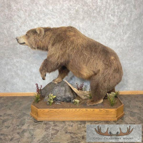 Grizzly Bear Life-Size Taxidermy Mount For Sale - Image 2