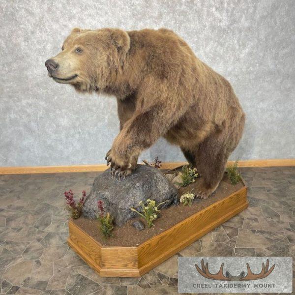 Grizzly Bear Life-Size Taxidermy Mount For Sale - Image 3