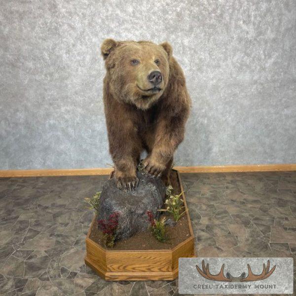 Grizzly Bear Life-Size Taxidermy Mount For Sale - Image 4