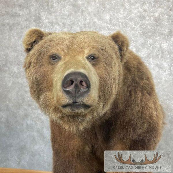 Grizzly Bear Life-Size Taxidermy Mount For Sale - Image 6